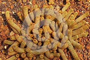 Closeup Cactus Plant or Call Mammillaria elongata the gold lace cactus or ladyfinger cactus, is a species of flowering plant in th