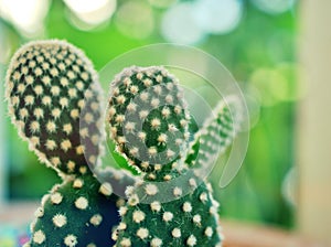 Closeup cactus plants Bunny ears , Opuntioideae desert plant with bright blurred background ,macro image and soft focus ,sweet