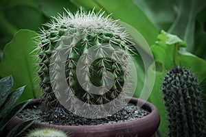 Closeup Cactus plants growing on nursery Pot