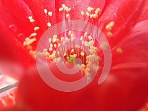 Closeup of a Cactus Red Flower Bloom with