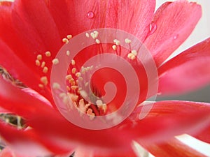 Closeup of a Cactus Red Flower Bloom with
