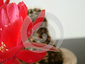 Closeup of a Cactus Red Flower Bloom with