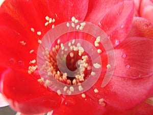 Closeup of a Cactus Red Flower Bloom with