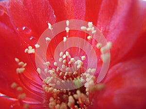 Closeup of a Cactus Red Flower Bloom with