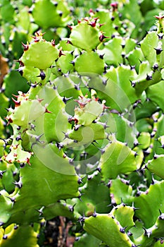 Closeup cactus solid plants Euphorbia resinifera Tortilis sem raiz corte ,Rottler ex Ainslie desert plants ,indian figs Dragon Bon photo