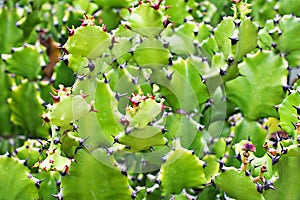 Closeup cactus solid plants Euphorbia resinifera Tortilis sem raiz corte ,Rottler ex Ainslie desert plants ,indian figs Dragon Bon photo