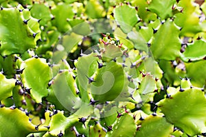 Closeup cactus solid plants Euphorbia resinifera Tortilis sem raiz corte ,Rottler ex Ainslie desert plants ,indian figs Dragon Bon photo