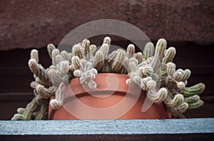 Cactus in terra cotta pot at window