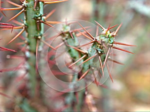 Closeup cactus Tiger pear, euphrbia rossii desert plant with blurred background