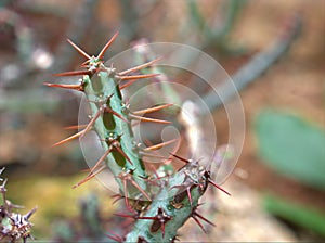 Closeup cactus Tiger pear, euphrbia rossii desert plant with blurred background