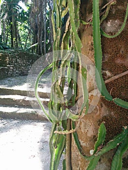 Closeup of cactus vines in Kohunlich Mayan ruins