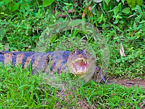 Closeup of caiman in River Frio in Los Chile, Costa Rica