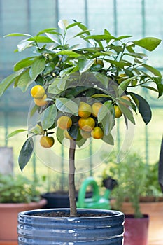 Closeup of calamondin tree with ripe calamondin fruit