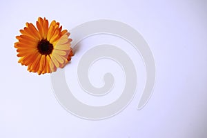 Closeup Calendula officinalis pot marigold, ruddles, common marigold or Scotch marigold on a white background with space