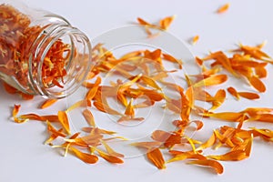 Closeup Calendula officinalis ,pot marigold, ruddles, common marigold on a white background with space for text