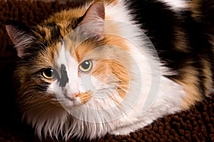 Closeup of Calico Cat photo