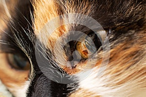 Closeup of a calico cats whiskers, fur, and eye in the wild