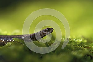 Closeup on the California Batrachoseps diabolicus, Hell Hollow slender salamander from the Merced River area