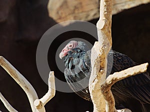 Closeup of a California condor in Omaha's Henry Doorly Zoo and Aquarium in Omaha Nebraska