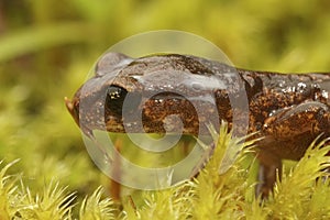 Closeup on a California Ensatina eschscholtzii salamander, secreting antipredator milky secretion from the head glands