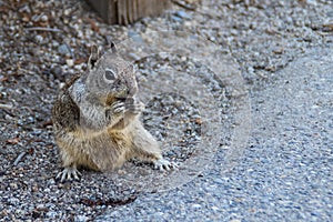 Closeup california ground squirrel spermophilus beecheyi on the roadside photo