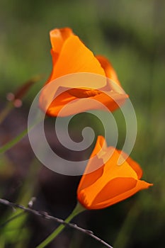 Closeup of California poppy in springtime, California, USA