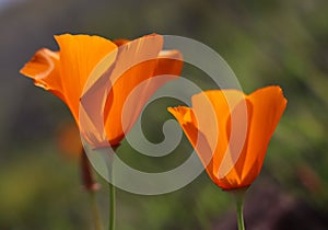 Closeup of California poppy in springtime, California, USA