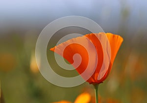 Closeup of California poppy in springtime, California, USA