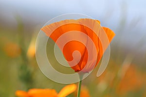 Closeup of California poppy in springtime, California, USA