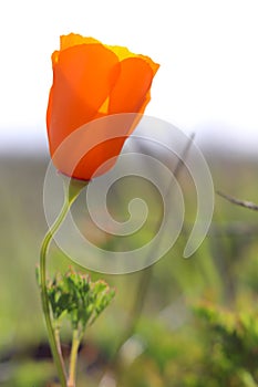 Closeup of California poppy in springtime, California, USA