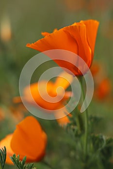 Closeup of California poppy in springtime, California, USA