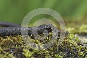 Closeup on a Californian Santa Lucia Mountains slender salamander, Batrachoseps luciae, sitting on a moss covered stone