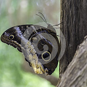 Caligo atreus - Magnificent Owl Butterfly