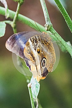 Closeup of a caligo atreus butterfly on a leaf