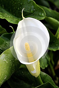 Closeup of a calla flower with yellow spadix, wet with dew.