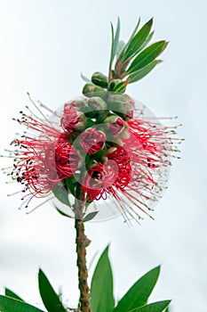 closeup of a Callistemon citrinus, a red beautiful flower with an attractive texture