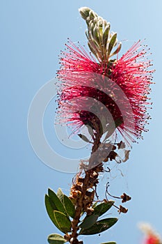 Closeup of a  Callistemon citrinus, a red beautiful flower with an attractive texture also called red bottle brush