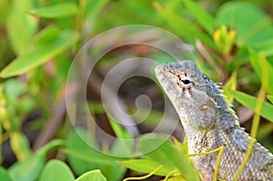 Oriental garden lizard , Calotes versicolor photo