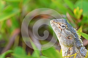 Portrait of Oriental garden lizard , Calotes versicolor