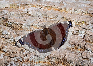 Camberwell beauty butterfly on rough surface of tree trunk photo