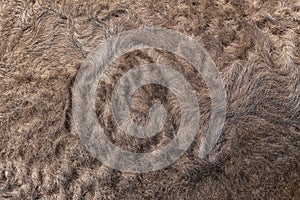 Closeup of camel brown fur.