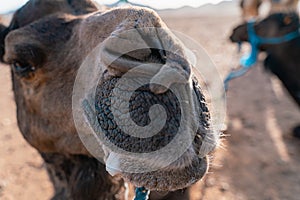 Closeup of a camel in the dessert