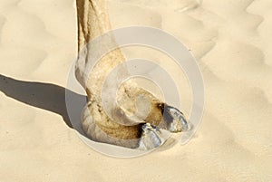 Closeup of Camel foot on the sand, camel’s toes, the large cushioning pad