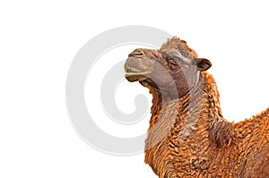 Closeup Camel Head on White Background, Clipping Path