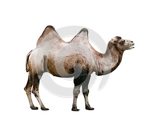 Closeup of a camel with two humps, isolated on white background