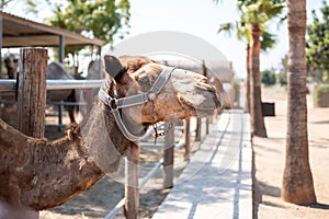 Closeup of a camel wearing a saddle, standing near palm trees