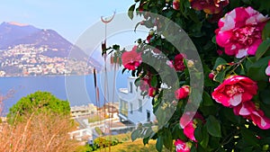 Closeup of camellia blossom, Paradiso, Switzerland