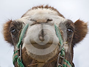 Closeup of Camels Head