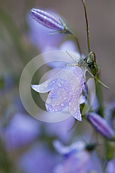 Closeup of campanula or bellflowers in water drops after rain