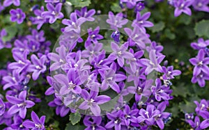 Closeup of Campanula plants purple flowering in the garden